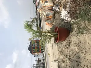 Golden Palm in Pot for Sell