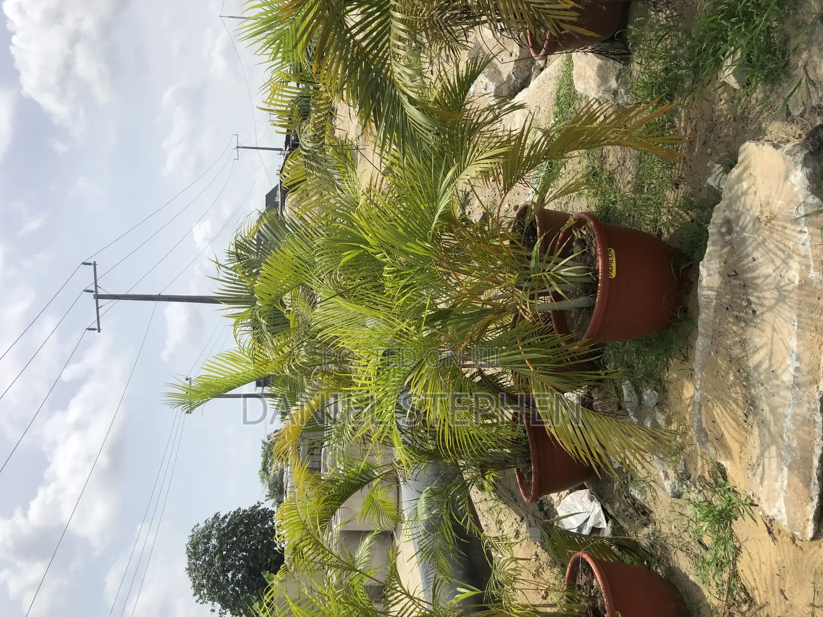 Golden Palm in Pot for Sell