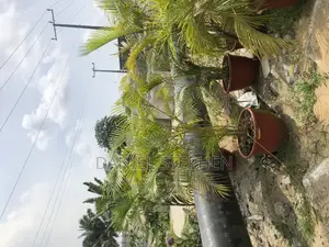 Golden Palm in Pot for Sell