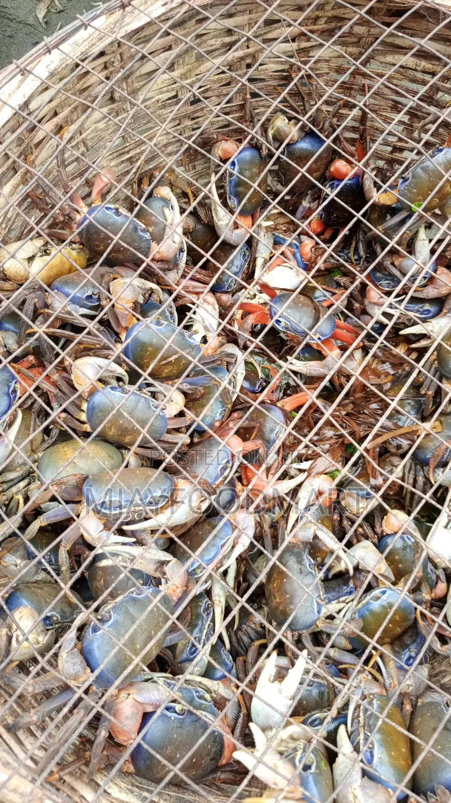 Land Crabs