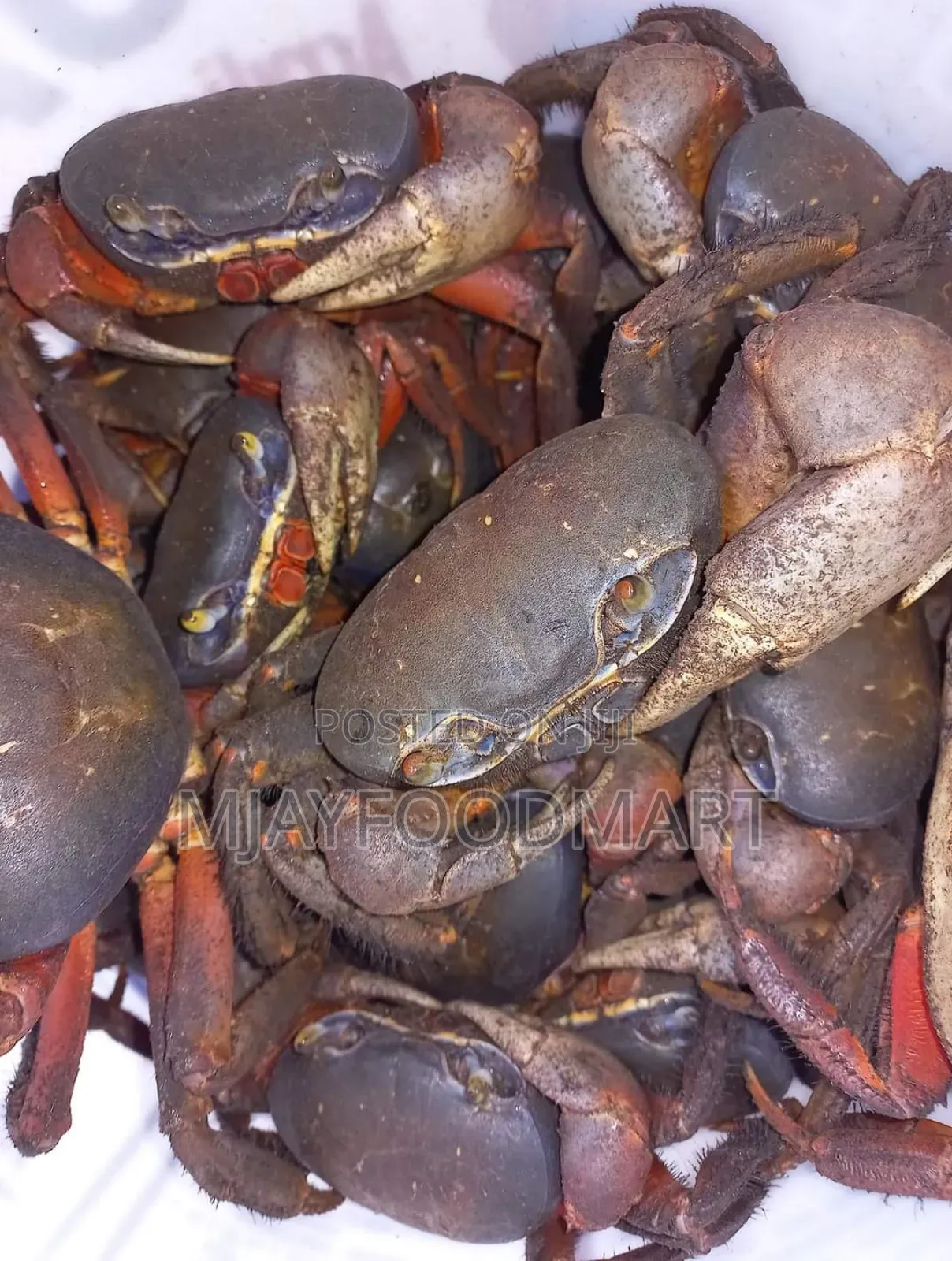 Land Crabs