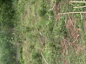 45.5 at Oniyangi Area, Ipapo Town Itesiwaju Lga