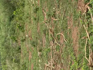 45.5 at Oniyangi Area, Ipapo Town Itesiwaju Lga