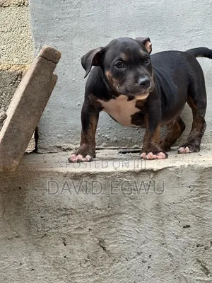 Photo - 3-6 months Female Purebred American Bully
