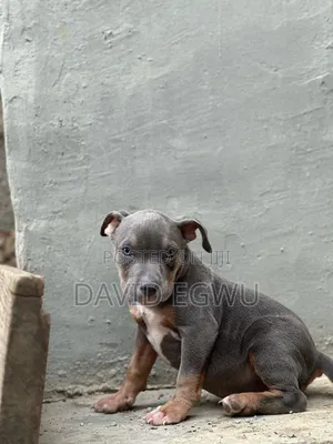 3-6 months Female Purebred American Bully