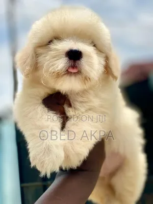 1-3 months Male Purebred Lhasa Apso