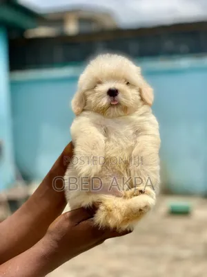 1-3 months Female Purebred Lhasa Apso