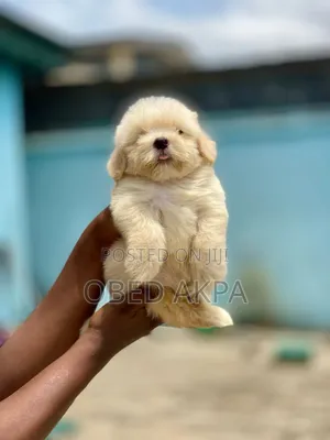 1-3 months Female Purebred Lhasa Apso