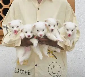 1-3 months Female Purebred American Eskimo