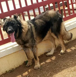 1+ year Female Purebred Caucasian Shepherd