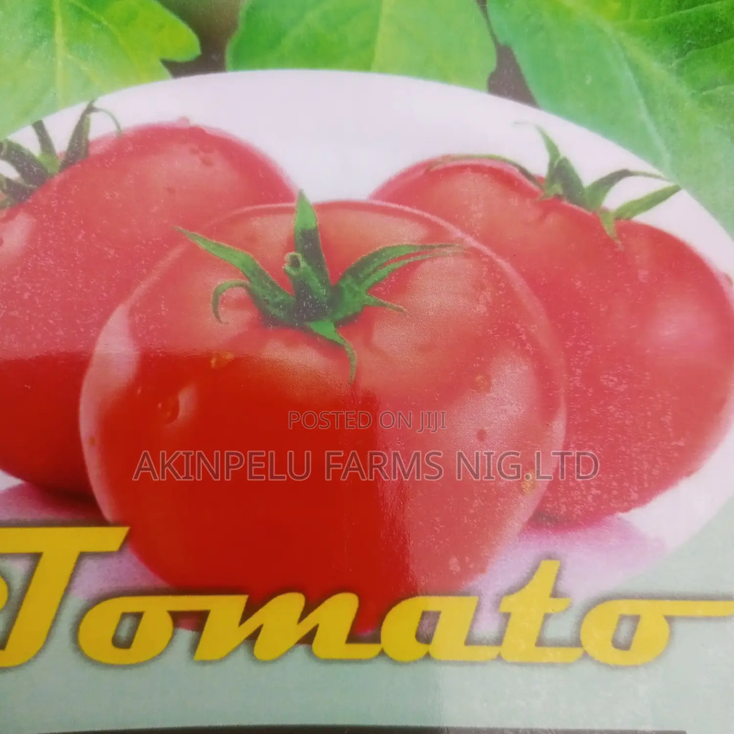 Hybrid Tomato Seed
