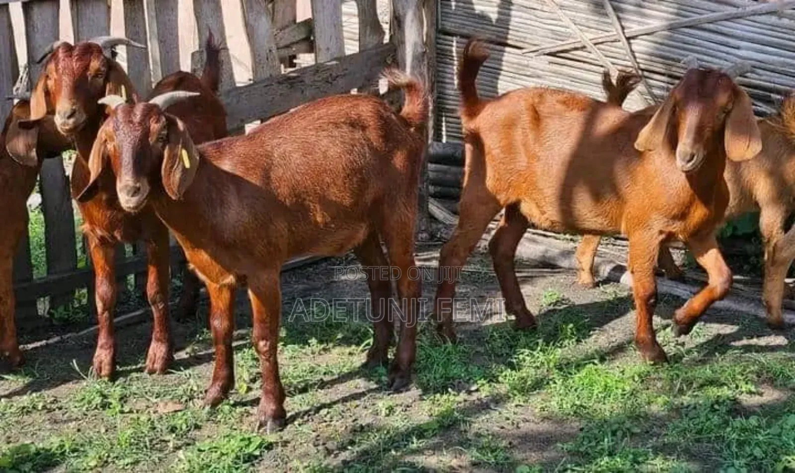 Veterinary Home Services