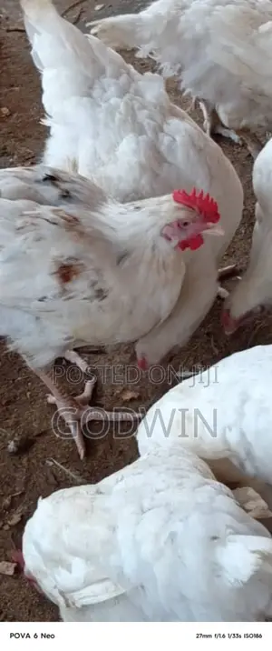 Big Broiler Chicken for Sale