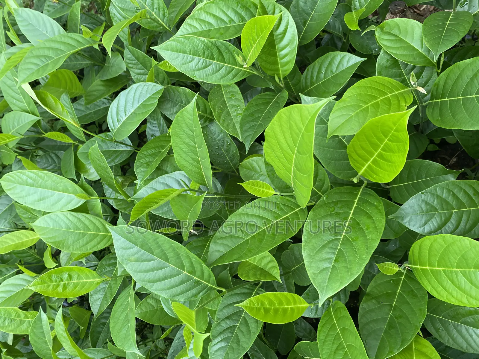 Jackfruit Seedlings