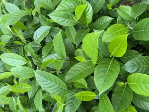 Jackfruit Seedlings