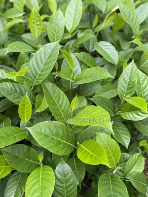 Jackfruit Seedlings
