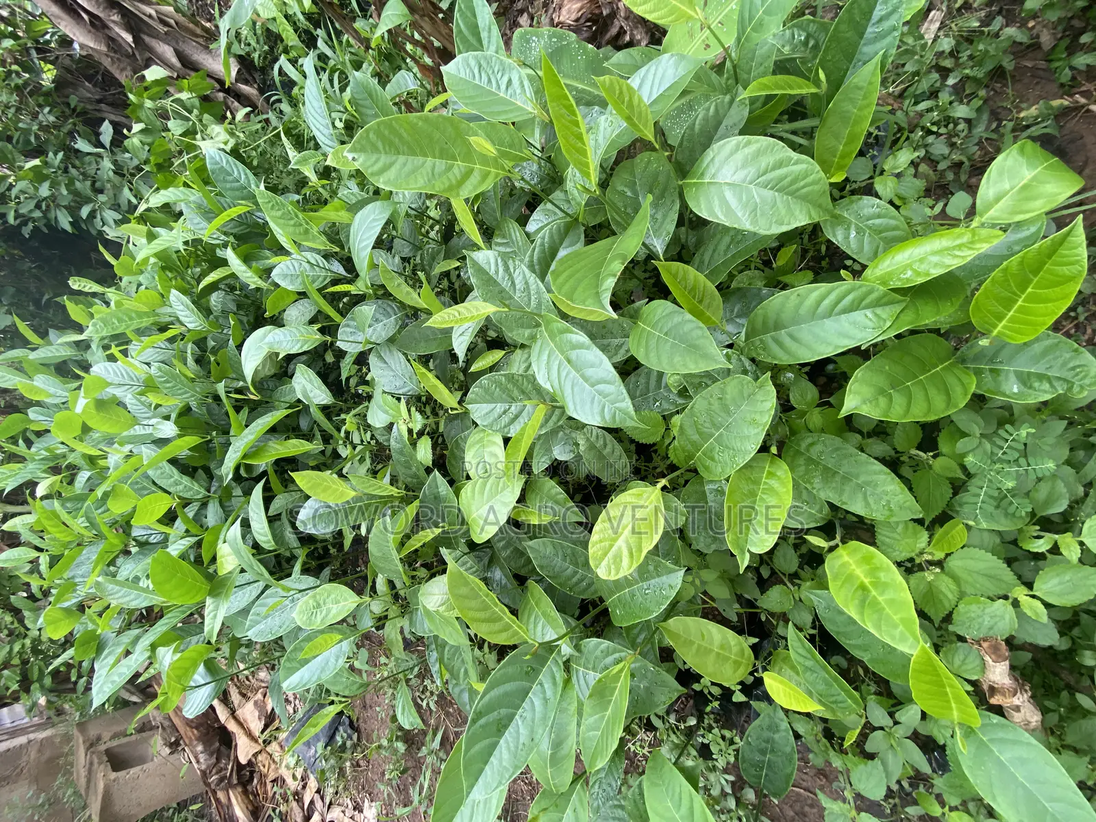 Jackfruit Seedlings