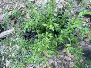 Pomegranate Seedlings