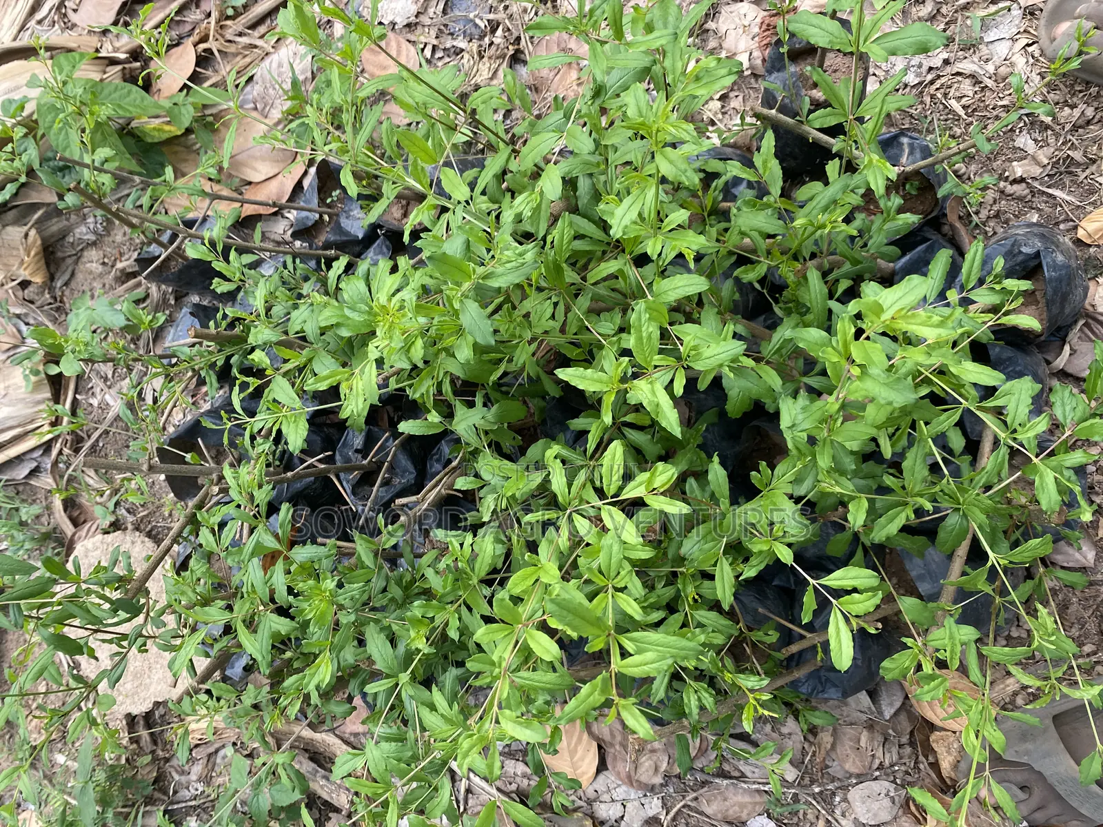 Pomegranate Seedlings