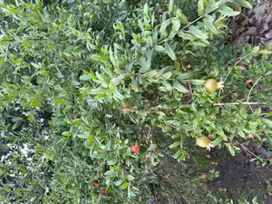 Pomegranate Seedlings
