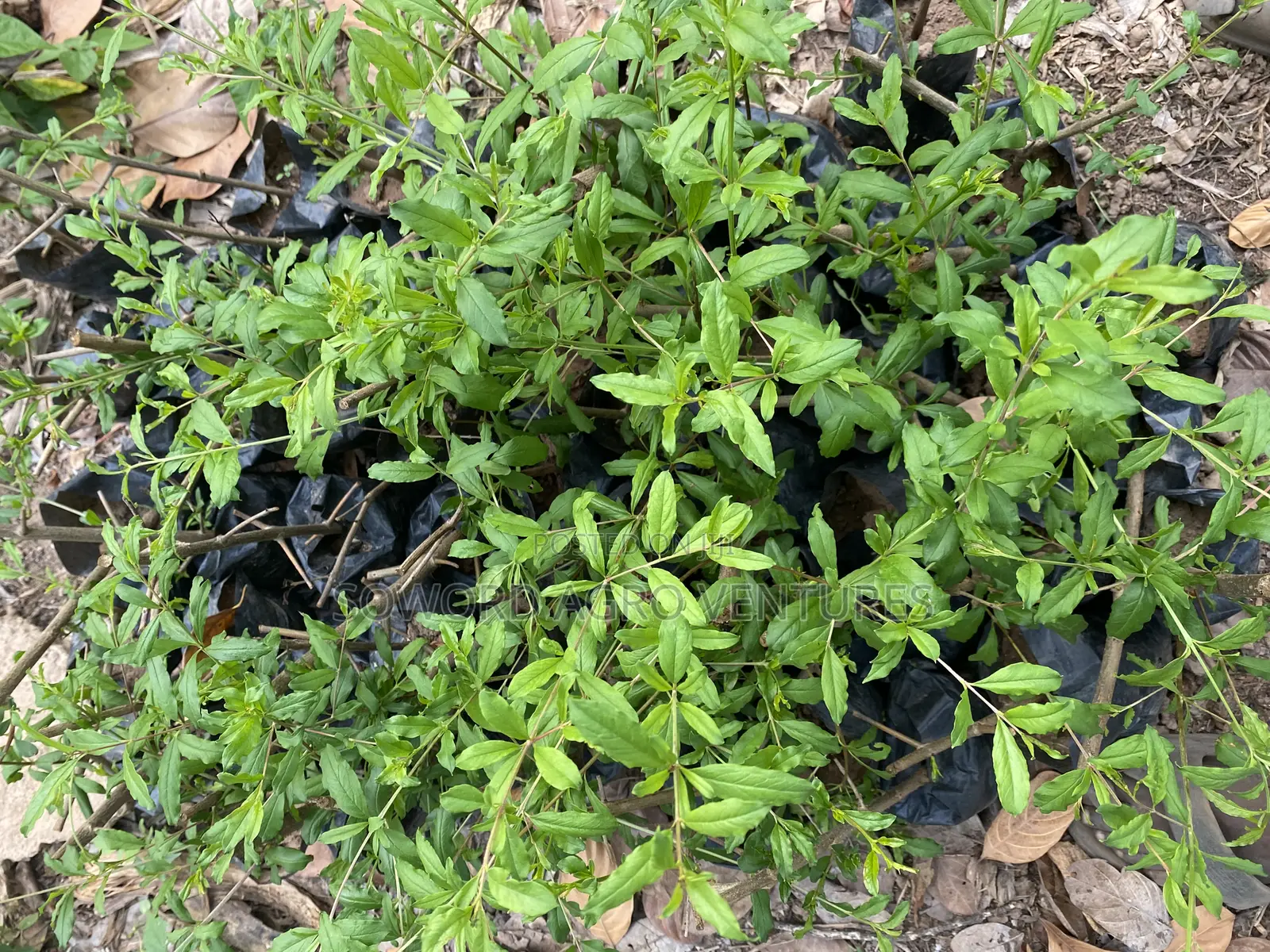 Pomegranate Seedlings