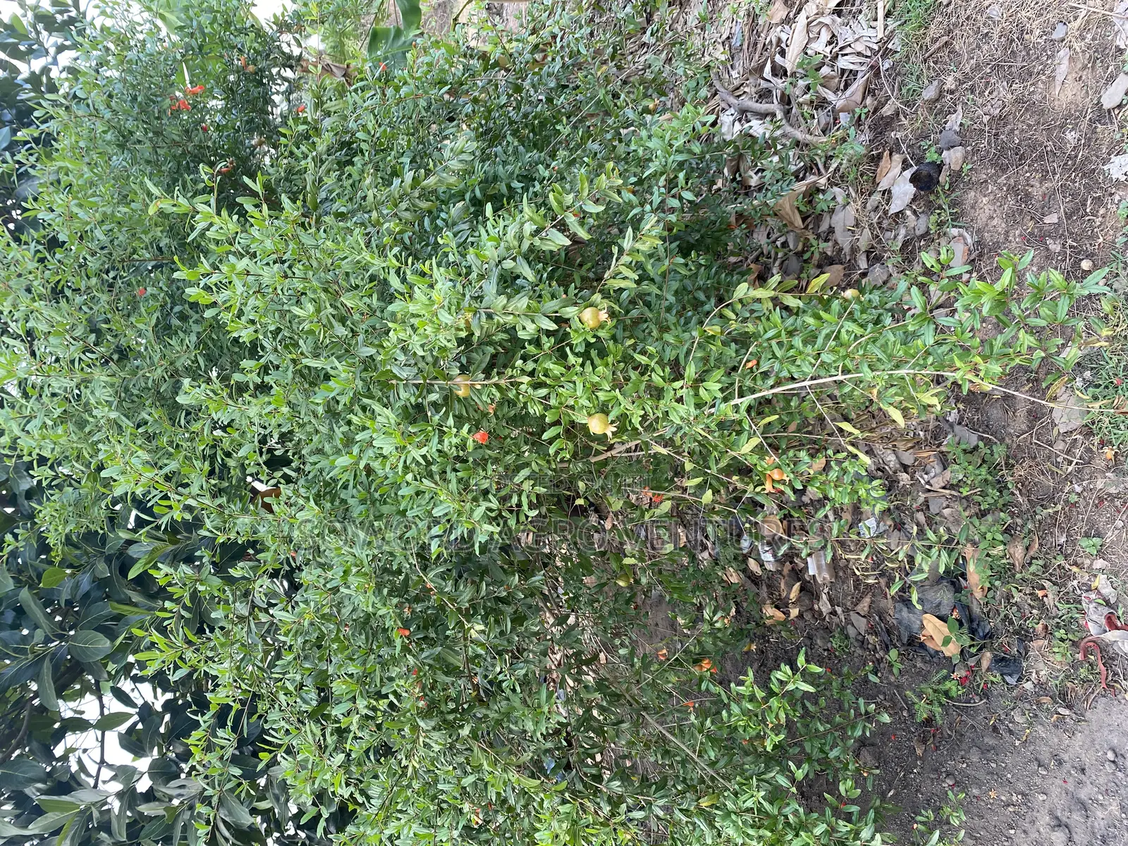 Pomegranate Seedlings