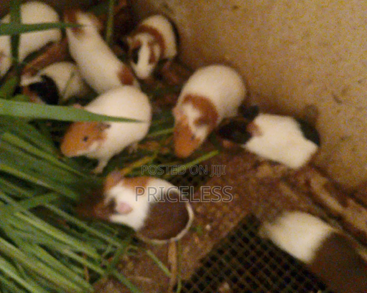 Guinea Pigs