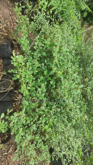 Madagascar Almond
Plant ( Terminalia Mantaly)