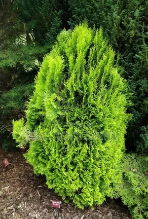 Conifer Thuja Plant/Peacock Feather (Platycladus Orientalis)
