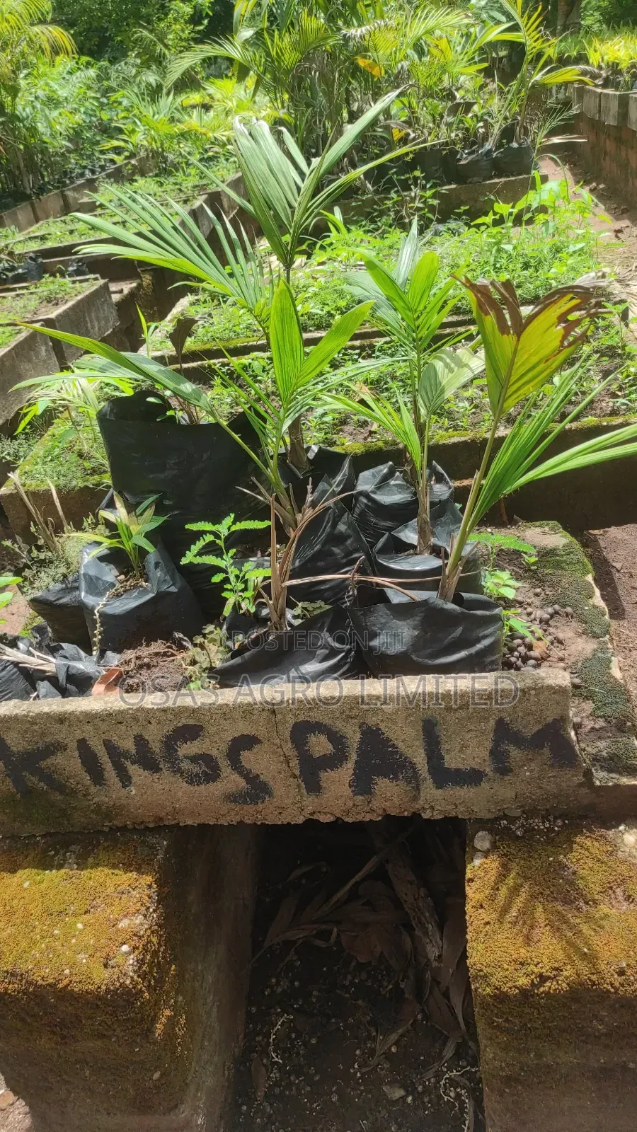 King Palm ( Archontophoenix Alexandrae)