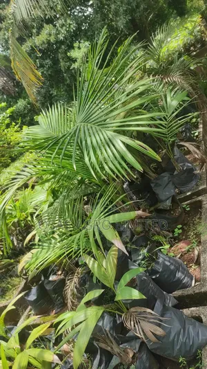 King Palm ( Archontophoenix Alexandrae)