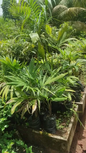 Queen Palm ( Syagrus Romanzoffiana)