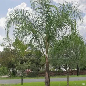 Queen Palm ( Syagrus Romanzoffiana)