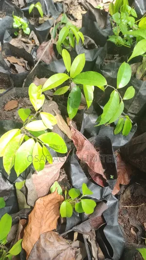 Pepper Fruit Seedling (Dennettia Tripetala)