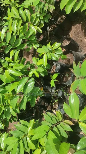Soursop Hybrid Seedling (Annona Muricata)