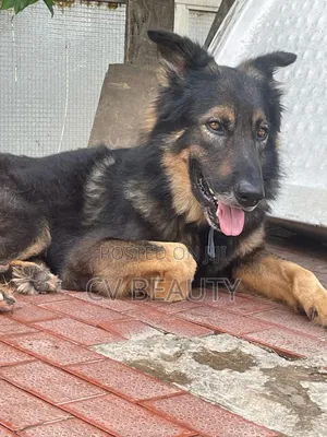 1+ year Male Purebred Caucasian Shepherd