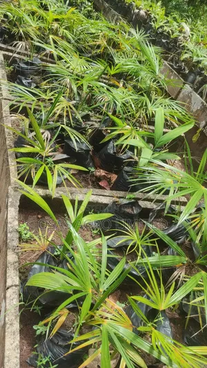 Florida Thatch Palm (Thrinax Radiata)