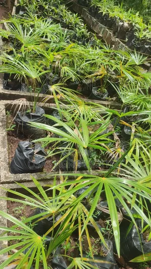 Florida Thatch Palm (Thrinax Radiata)