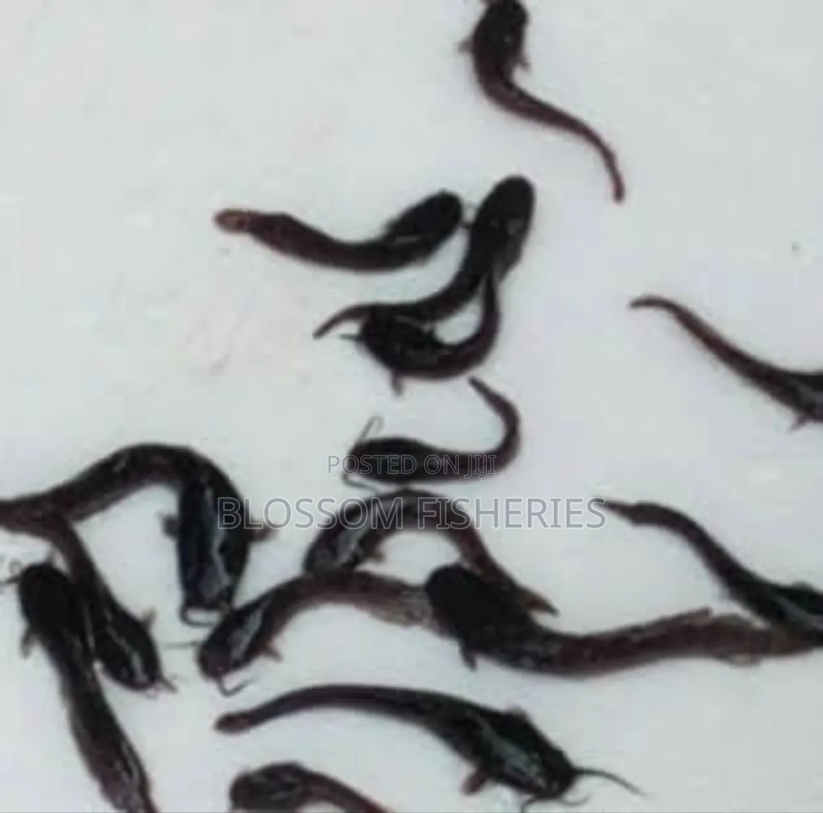 Catfish Fingerling