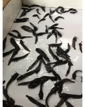 Catfish Fingerling
