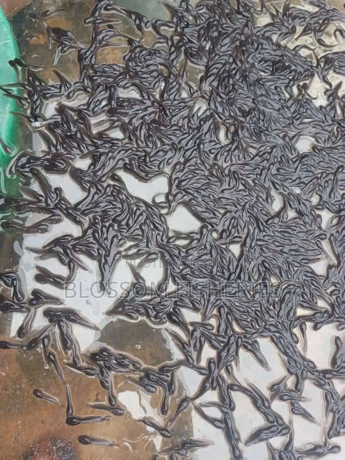Catfish Fingerling