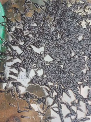 Catfish Fingerling