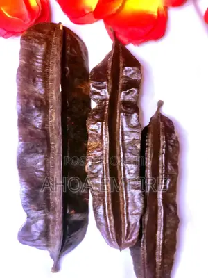 Aidan/Prekese Fruit - 3pcs