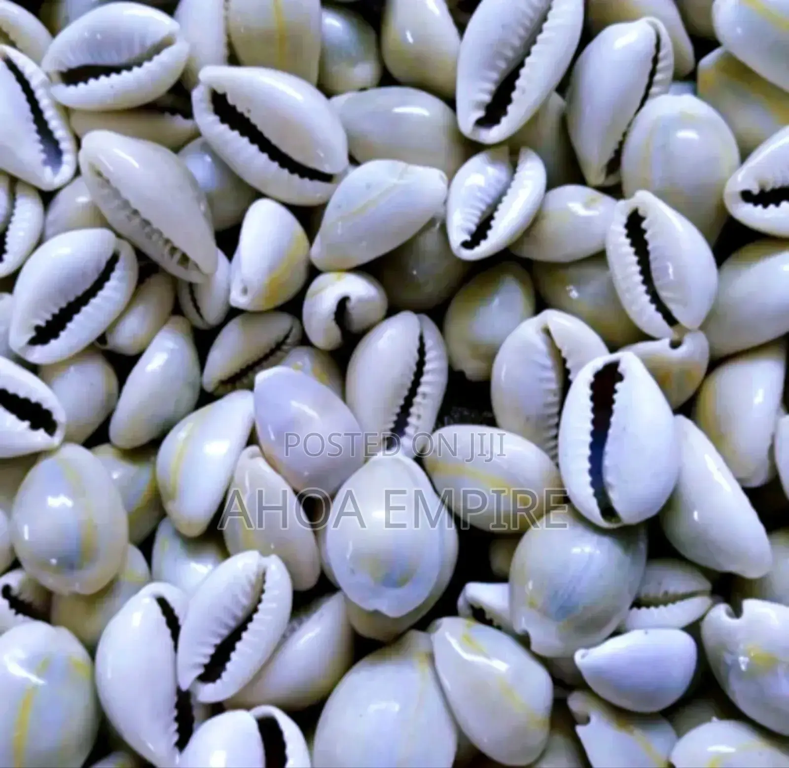 Cowries Shell (Original) -25pcs