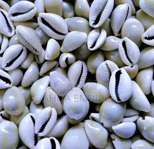 Cowries Shell (Original) -25pcs