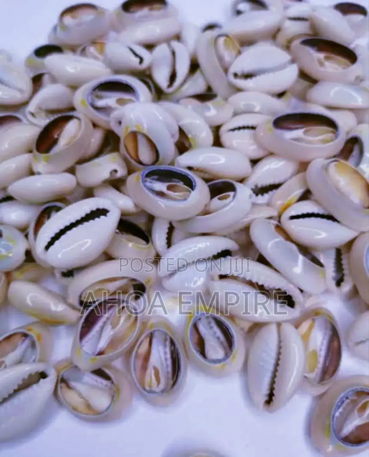Cowries Shell (Original) -25pcs