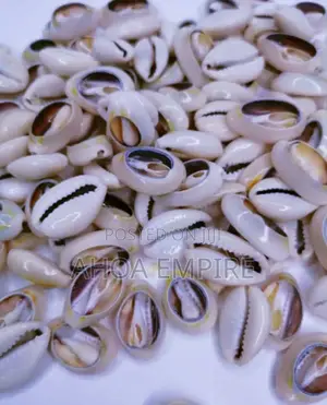 Cowries Shell (Original) -25pcs