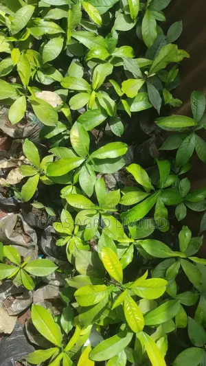 Bitter Kola (Garcinia Kola)