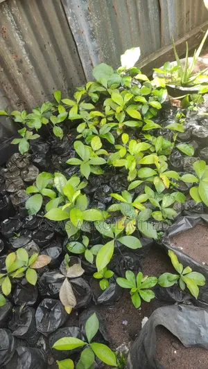 Bitter Kola (Garcinia Kola)