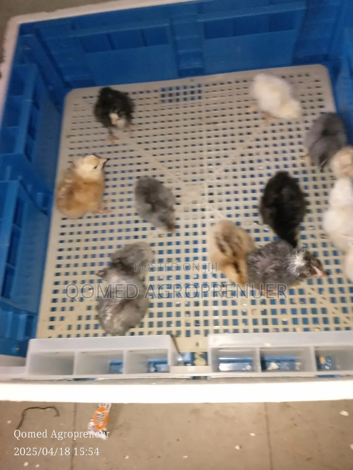 Day Old Chicks